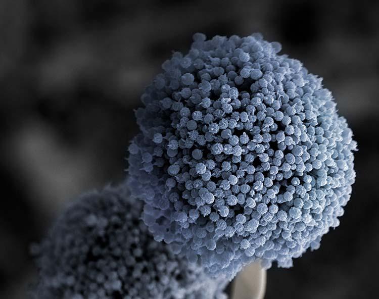 Microscope-style close-up of a blue-gray cluster of mold spores