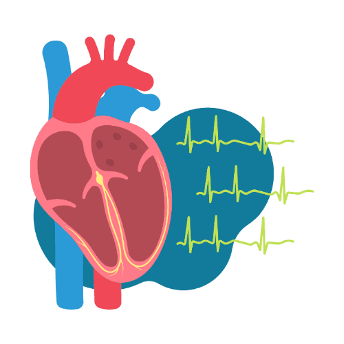 Illustration of a heart cross-section with heart-rhythm waveforms